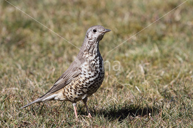 Mistle Thrush (Turdus viscivorus)