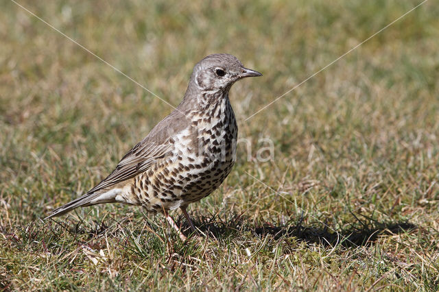 Grote Lijster (Turdus viscivorus)