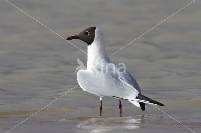 Black-headed Gull (Larus ridibundus)