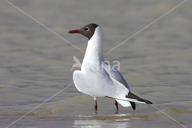 Black-headed Gull (Larus ridibundus)