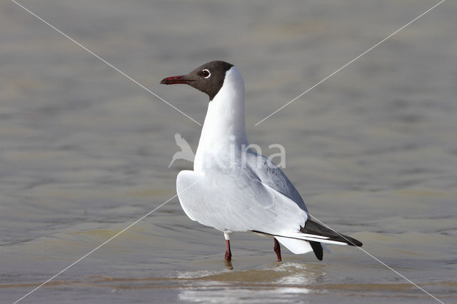 Black-headed Gull (Larus ridibundus)