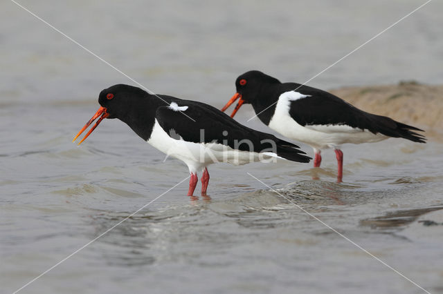 Oystercatcher (Haematopus ostralegus)