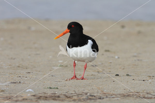 Scholekster (Haematopus ostralegus)