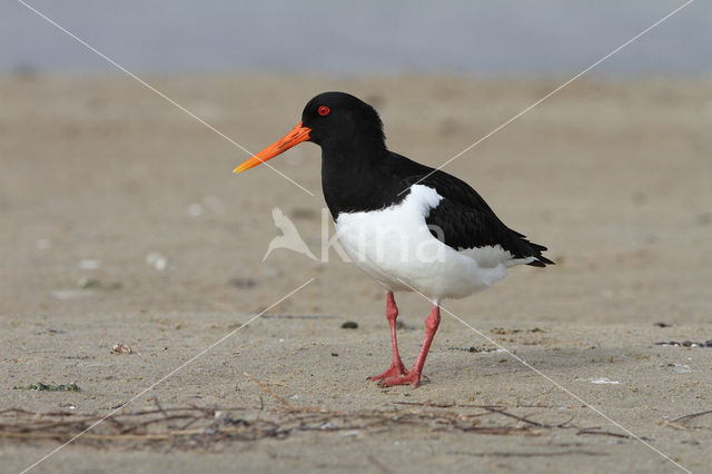 Oystercatcher (Haematopus ostralegus)