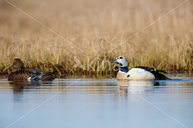 Steller's Eider (Polysticta stelleri)