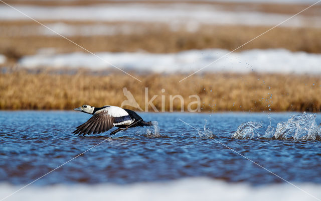 Steller's Eider (Polysticta stelleri)