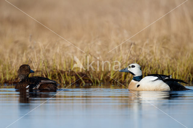 Steller's Eider (Polysticta stelleri)