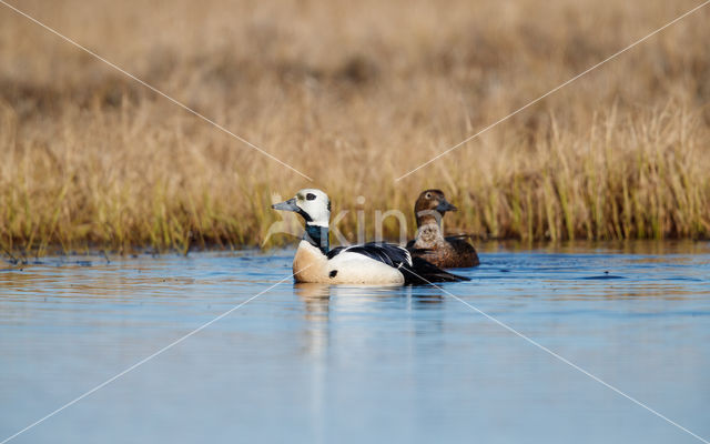 Steller's Eider (Polysticta stelleri)