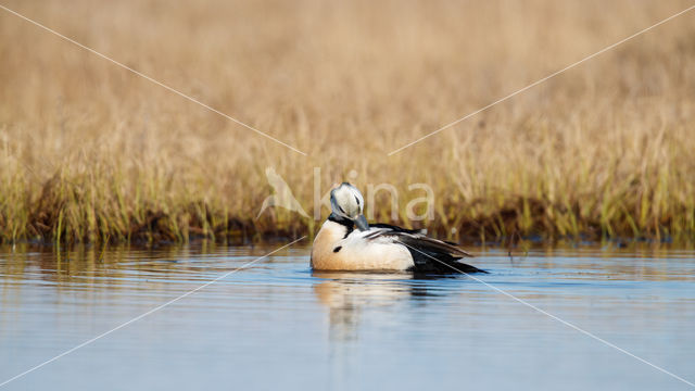 Steller's Eider (Polysticta stelleri)