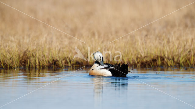 Steller's Eider (Polysticta stelleri)