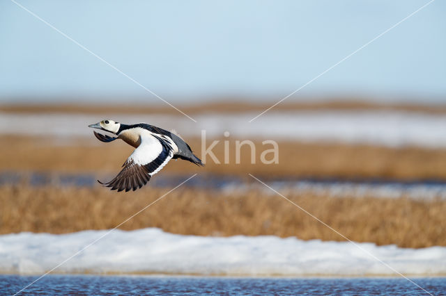 Steller's Eider (Polysticta stelleri)