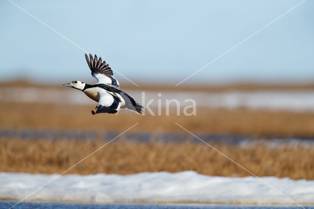 Steller's Eider (Polysticta stelleri)