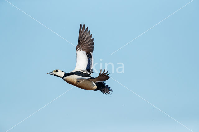 Steller's Eider (Polysticta stelleri)