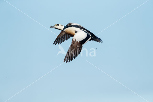 Steller's Eider (Polysticta stelleri)