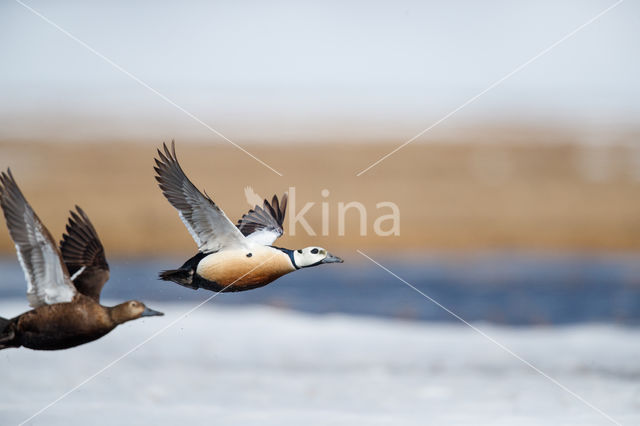 Steller's Eider (Polysticta stelleri)