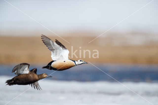 Steller's Eider (Polysticta stelleri)