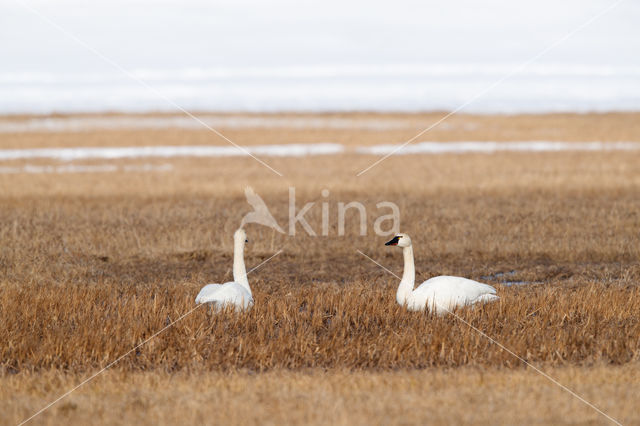 Fluitzwaan (Cygnus columbianus)