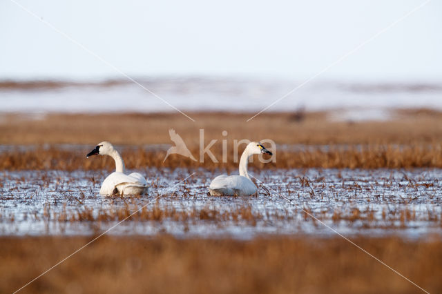 Whistling Swan (Cygnus columbianus)