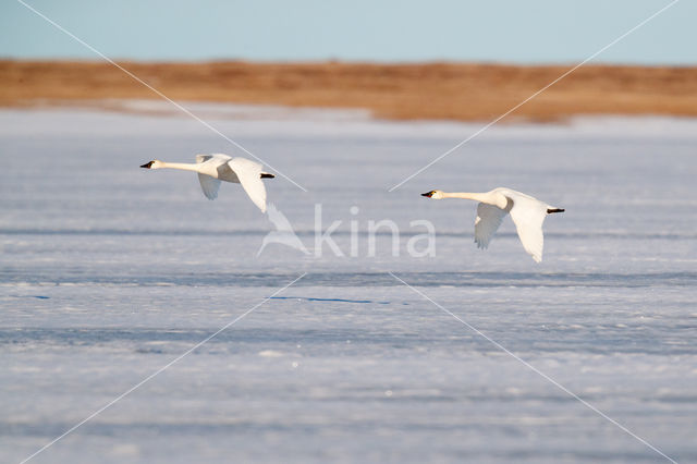 Fluitzwaan (Cygnus columbianus)