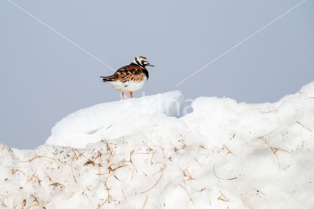 Steenloper (Arenaria interpres interpres)