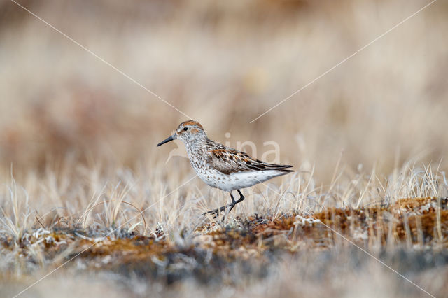 Western Sandpiper (Calidris mauri)