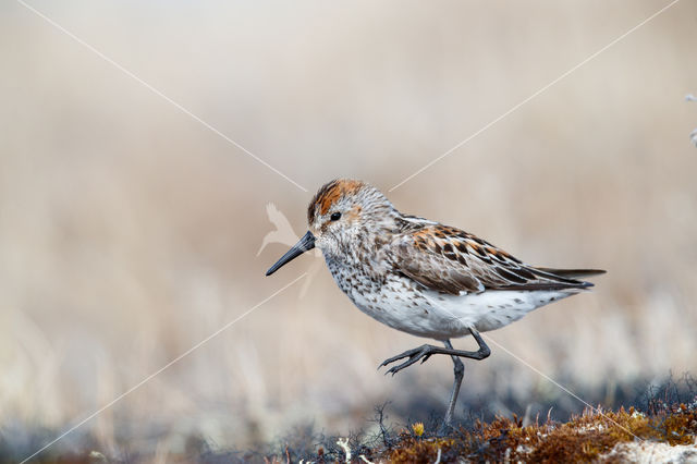 Alaskastrandloper (Calidris mauri)