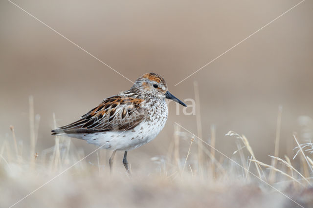 Western Sandpiper (Calidris mauri)