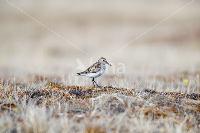 Western Sandpiper (Calidris mauri)