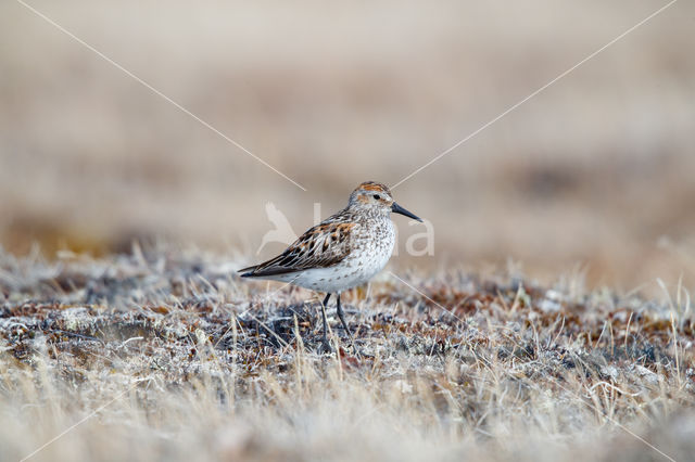 Alaskastrandloper (Calidris mauri)