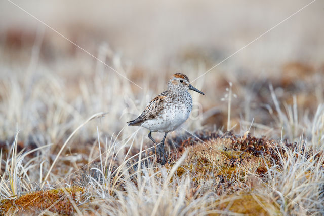 Alaskastrandloper (Calidris mauri)