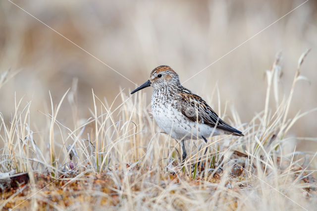 Alaskastrandloper (Calidris mauri)