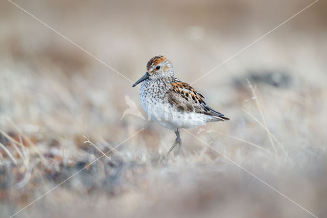 Alaskastrandloper (Calidris mauri)