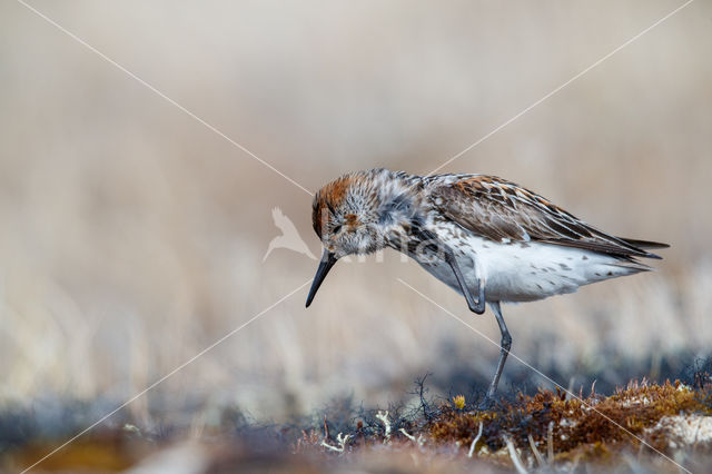 Alaskastrandloper (Calidris mauri)