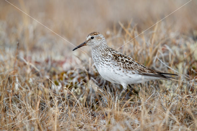 Bonapartes Strandloper (Calidris fuscicollis)