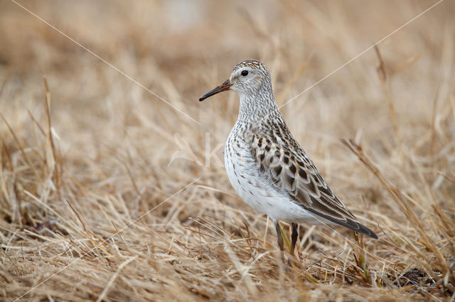 White-rumped Sandpiper (Calidris fuscicollis)