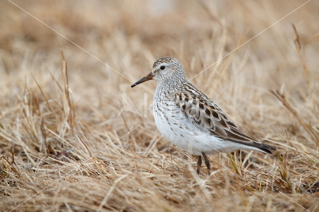 Bonapartes Strandloper (Calidris fuscicollis)