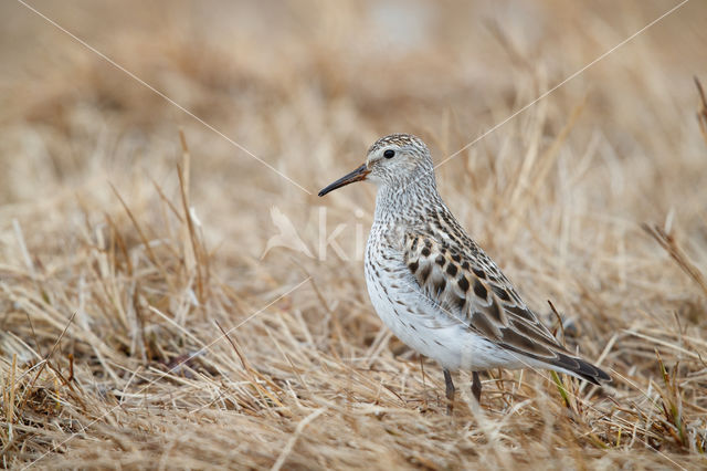 Bonapartes Strandloper (Calidris fuscicollis)