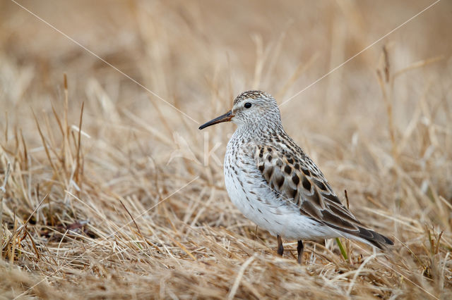 White-rumped Sandpiper (Calidris fuscicollis)