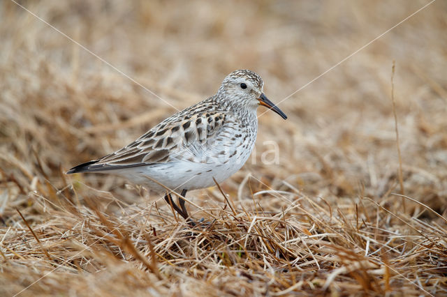 White-rumped Sandpiper (Calidris fuscicollis)