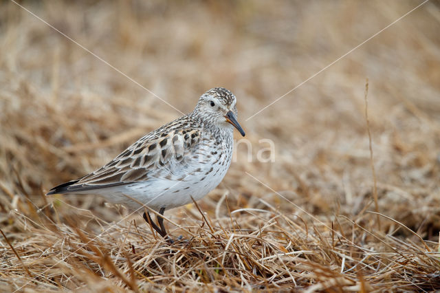 White-rumped Sandpiper (Calidris fuscicollis)