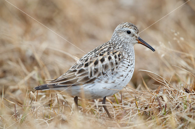 White-rumped Sandpiper (Calidris fuscicollis)