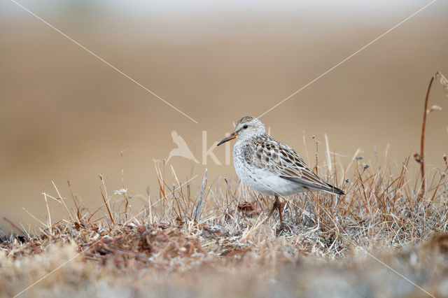 White-rumped Sandpiper (Calidris fuscicollis)