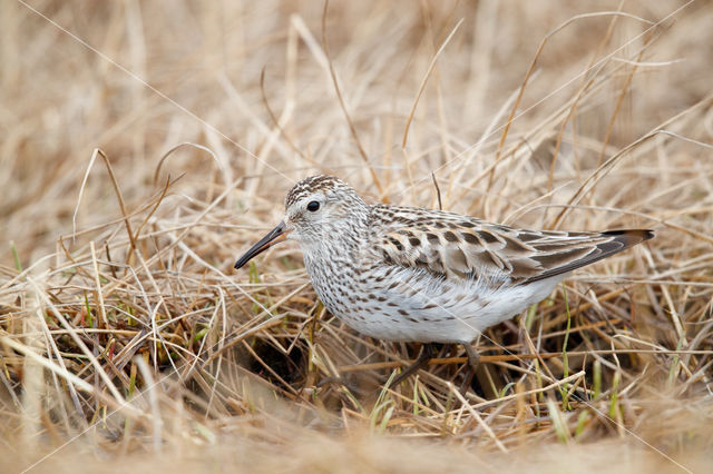 Bonapartes Strandloper (Calidris fuscicollis)