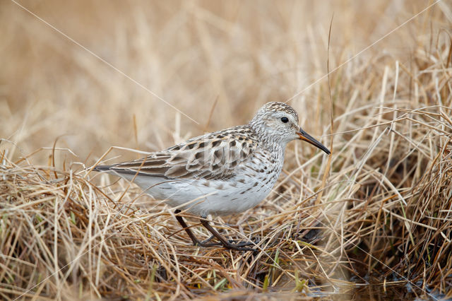 White-rumped Sandpiper (Calidris fuscicollis)