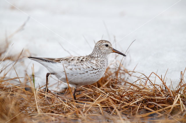 White-rumped Sandpiper (Calidris fuscicollis)