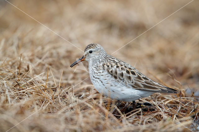 Bonapartes Strandloper (Calidris fuscicollis)