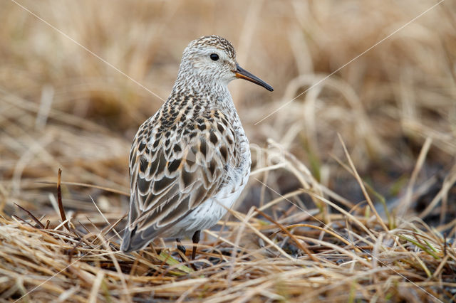 Bonapartes Strandloper (Calidris fuscicollis)