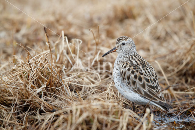 Bonapartes Strandloper (Calidris fuscicollis)