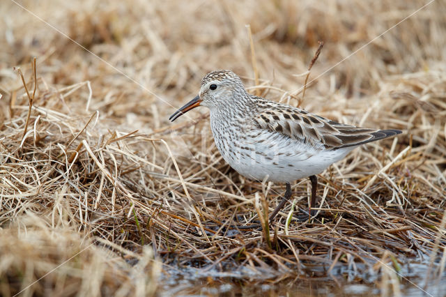 Bonapartes Strandloper (Calidris fuscicollis)