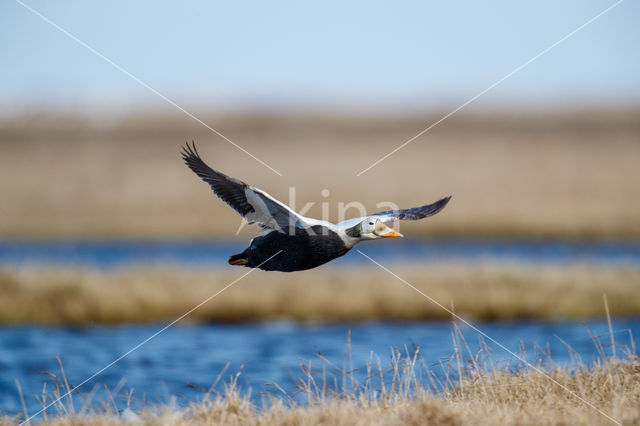Spectacled Eider (Somateria fischeri)